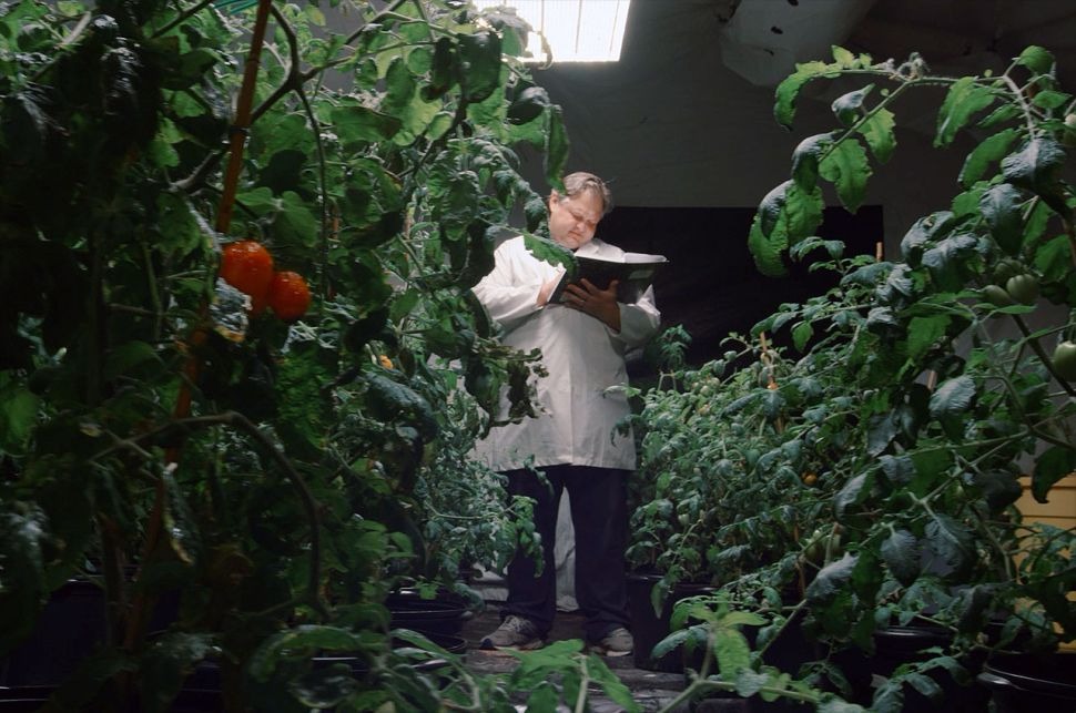 Выращивание томатов в марсианских условиях