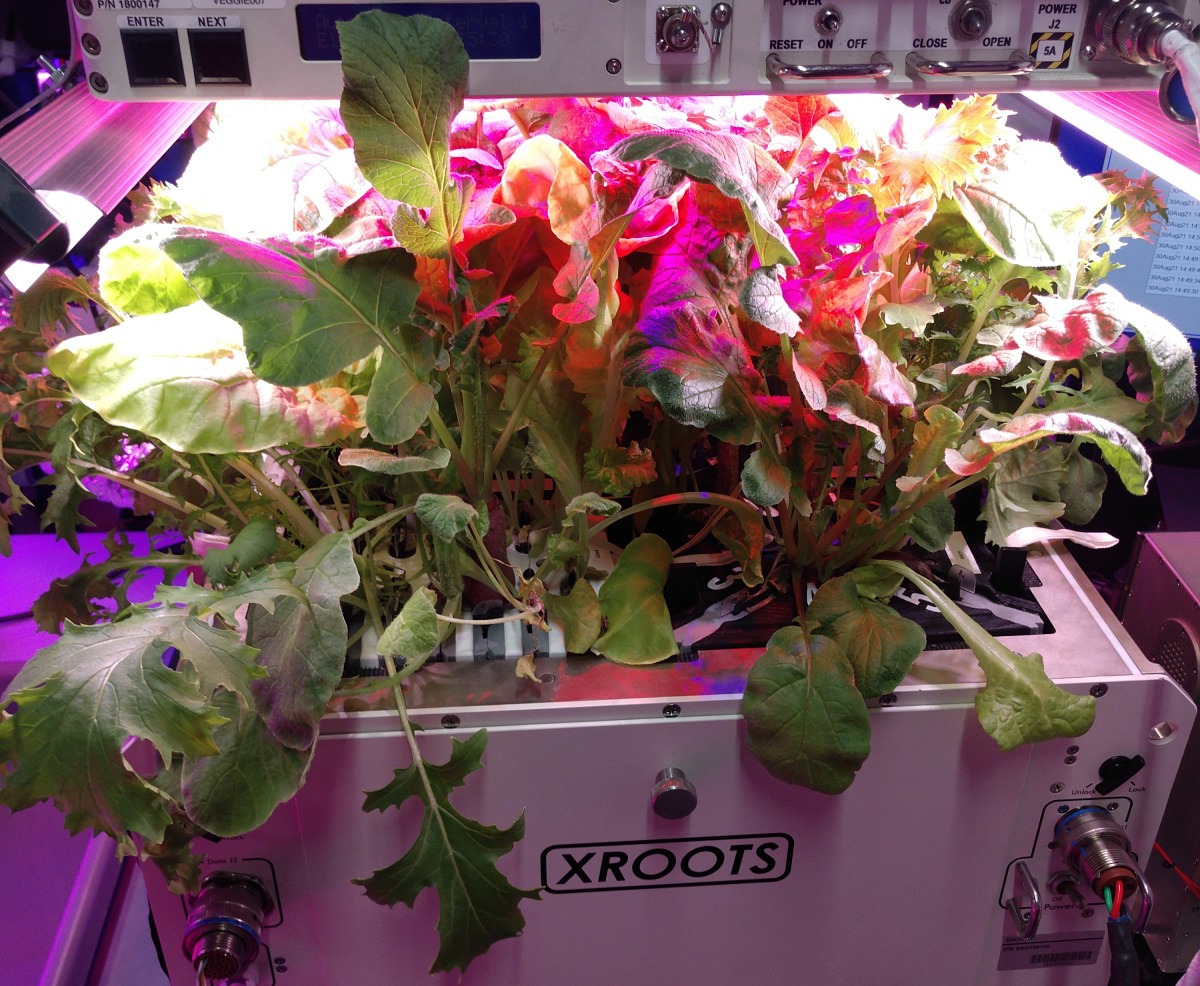 NASA astronauts grow a crop of space vegetables without soil