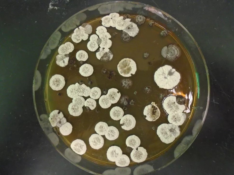 Бактерии Streptomyces