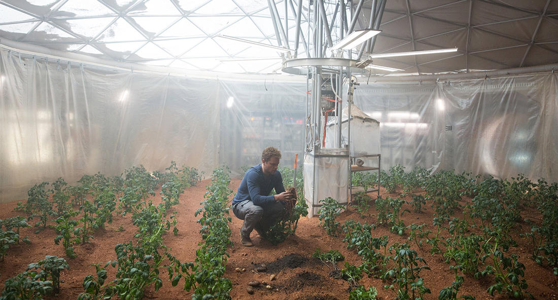 First plant for growing on Mars selected