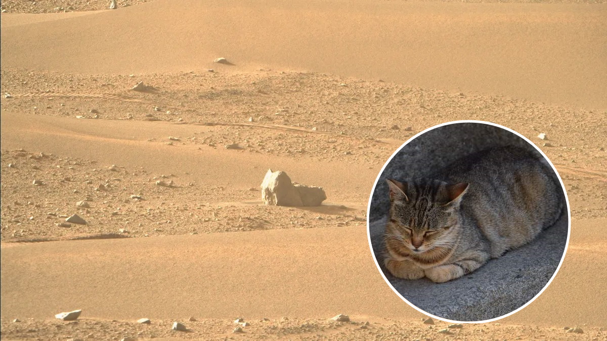 Скеля на Марсі, що нагадує котика у «позі буханки»