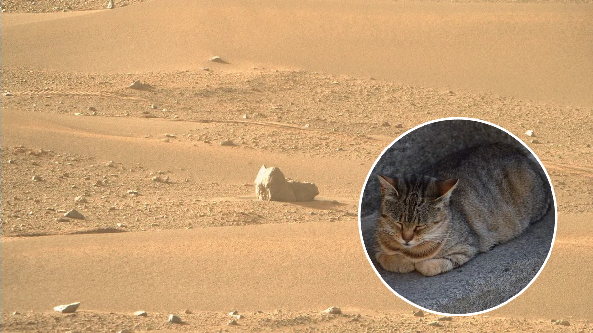 Perseverance noticed a rock on Mars in the shape of a dozing cat