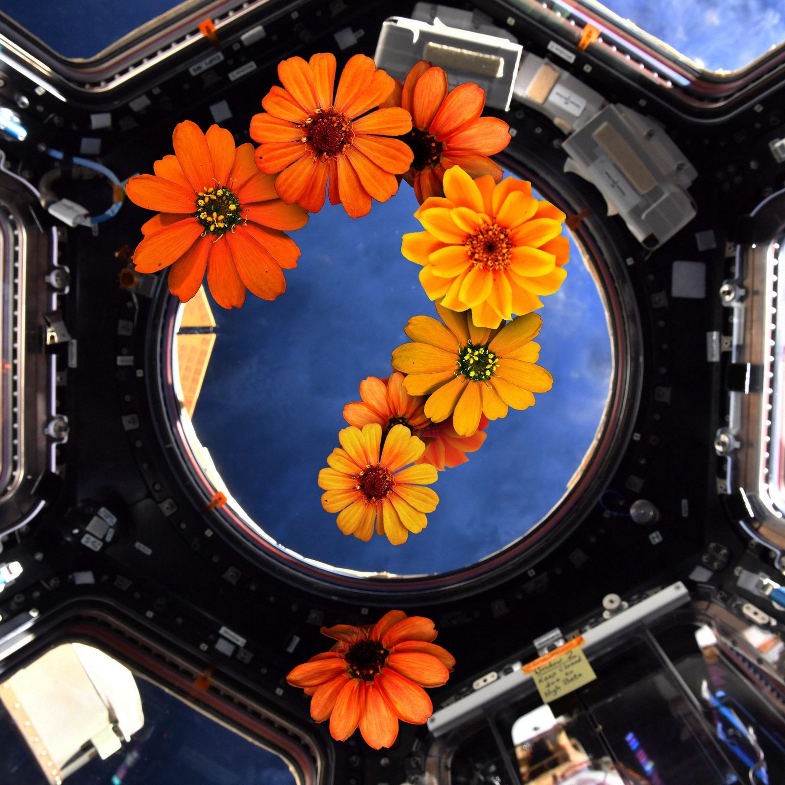 Quiz: What do you know about gardening in space?