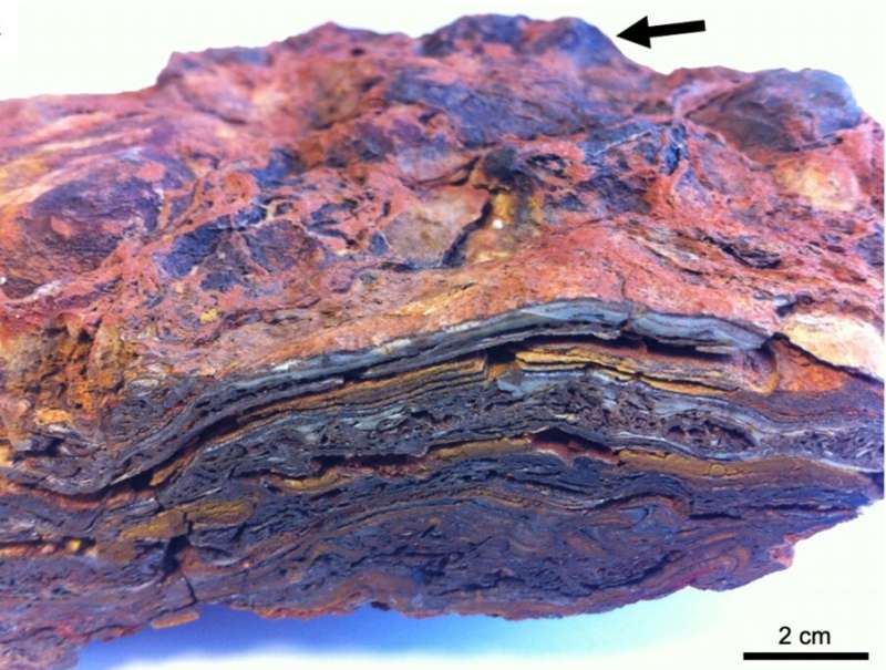  Исследования строматолитов позволило показать их субмикроскопическую структуру