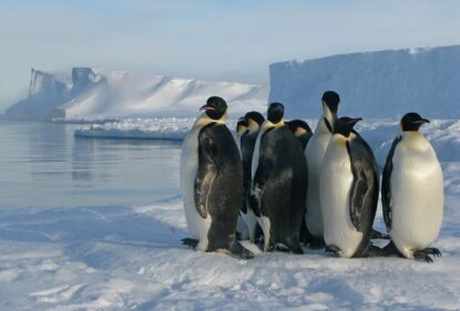 Фотосъемка экскрементов пингвинов имеет важное научное значение