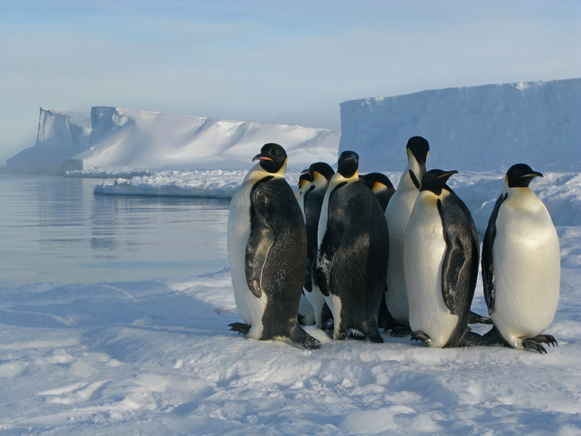 Фотосъемка экскрементов пингвинов имеет важное научное значение