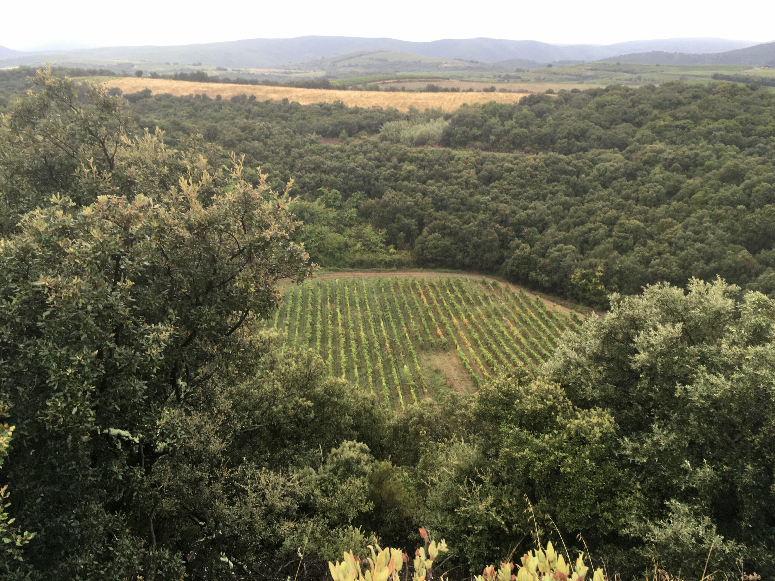 French vineyard turns out to be a meteorite crater