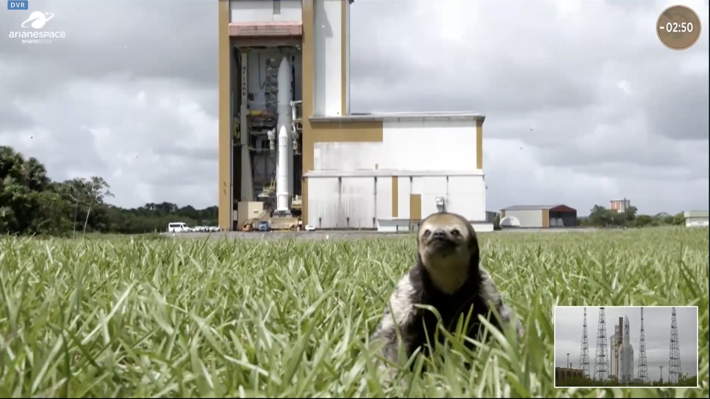 Sloth becomes star of Juice Space Mission launch: Video
