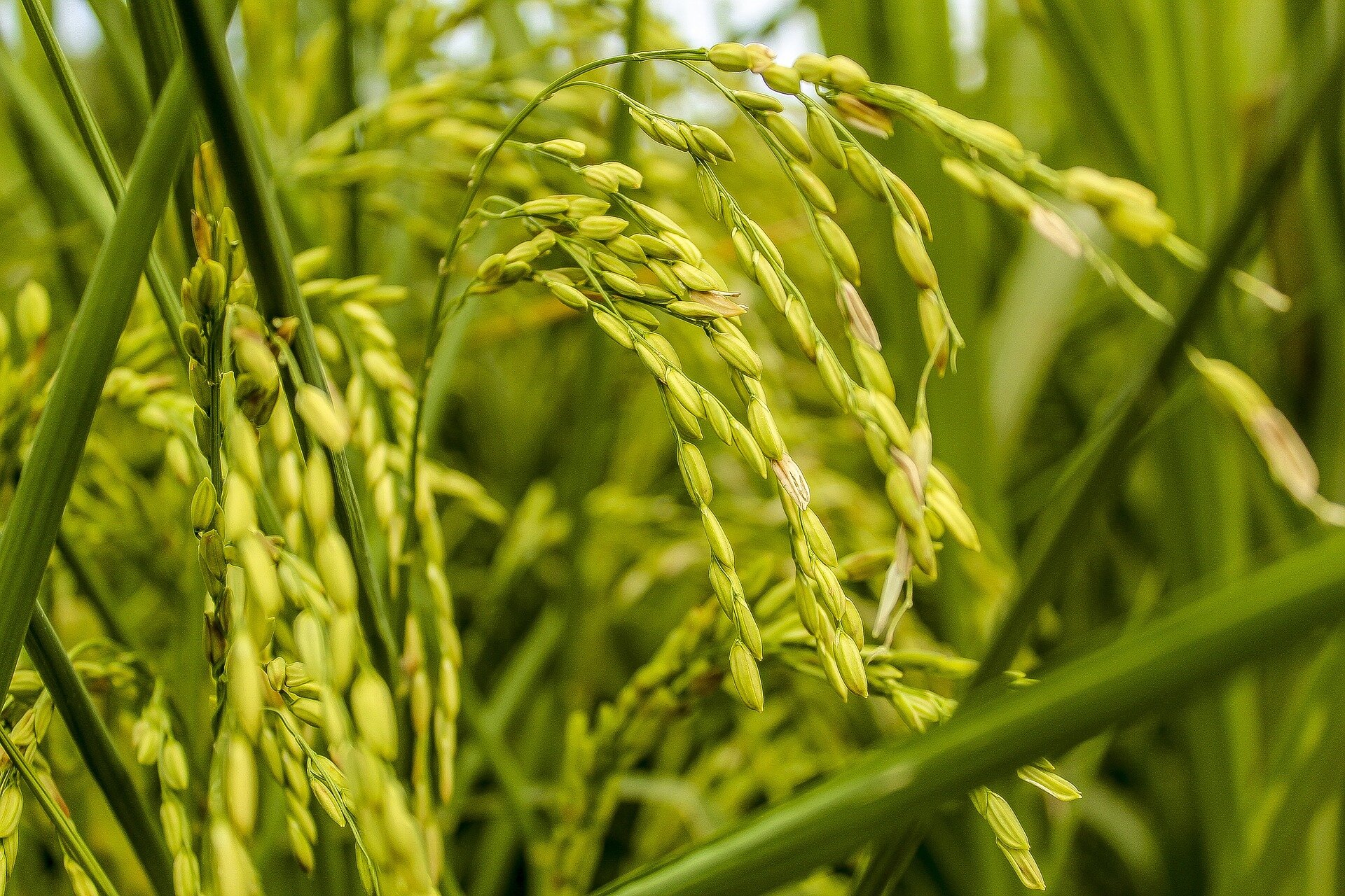 Genetically modified rice can survive on Mars