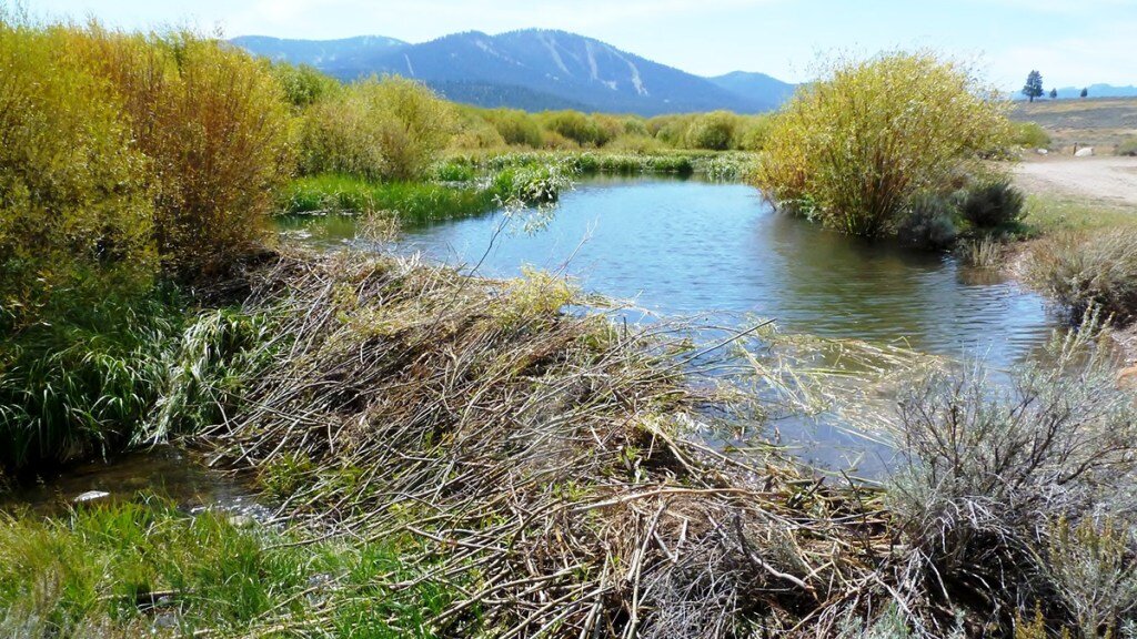 Artificial intelligence has found beaver dams on satellite images