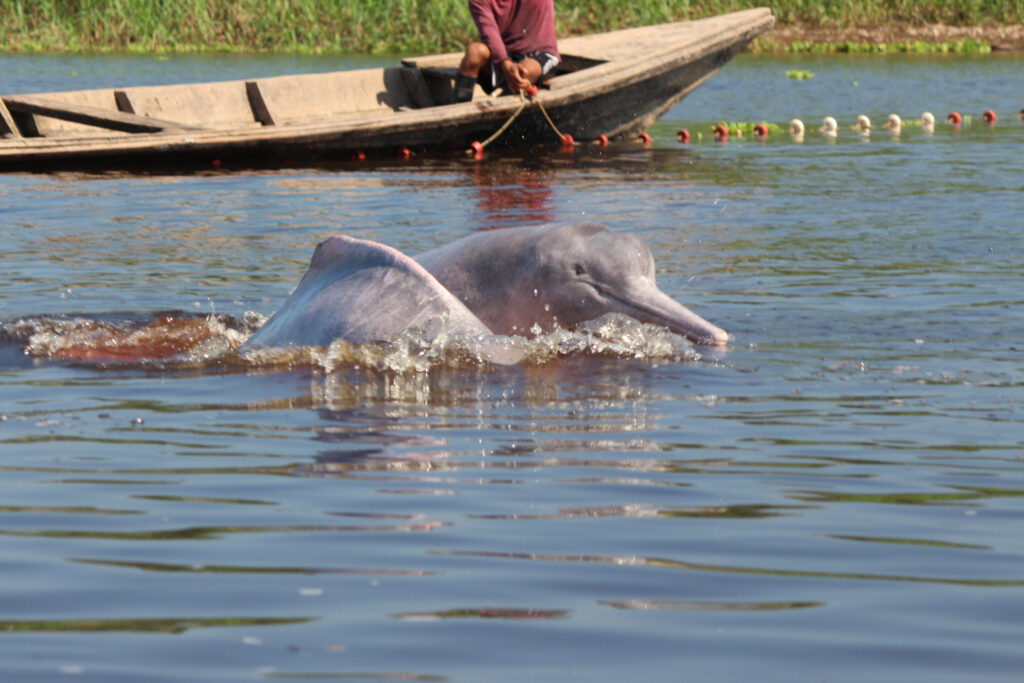 Амазонские речные дельфины