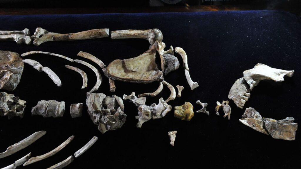 Кости Australopithecus sediba, из-за которых археологи подняли шум