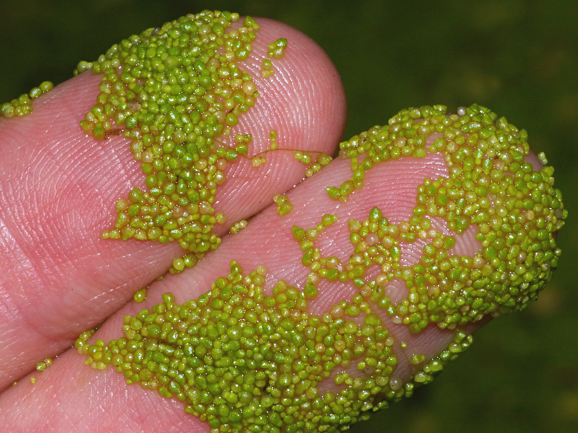 Tiny flower plant can withstand giant gravity