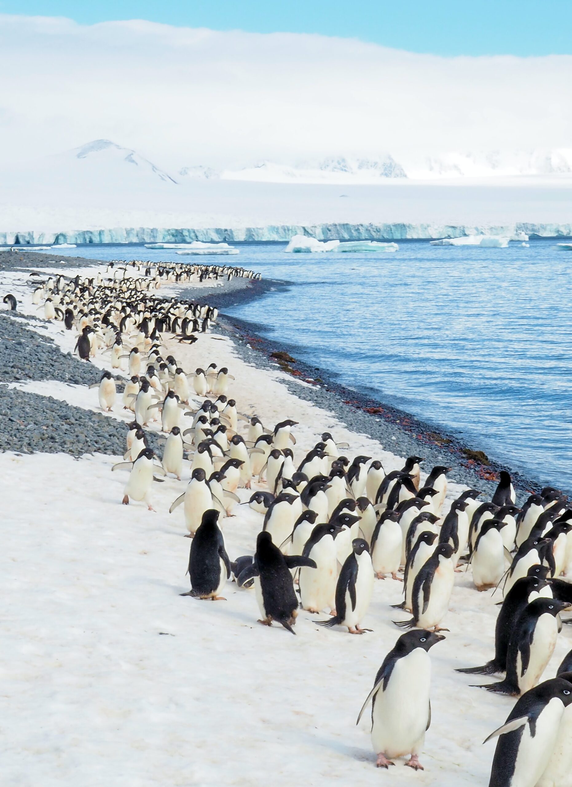Колония пингвинов в Антарктиде
