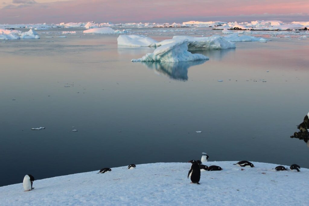 Пінгвіни в Антарктиді