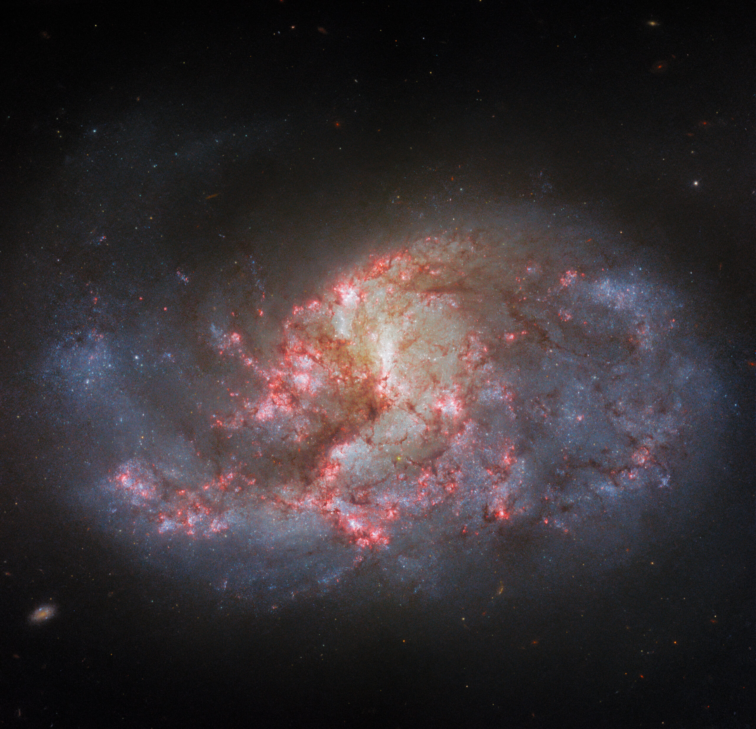 Meeting an old friend: Hubble has captured the galaxy NGC 1385 again