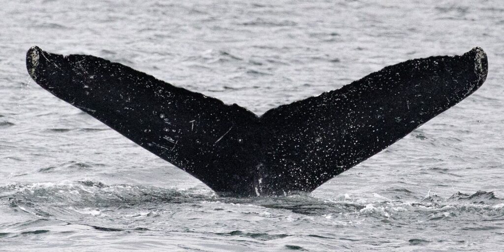 Горбатые киты — почти инопланетяне