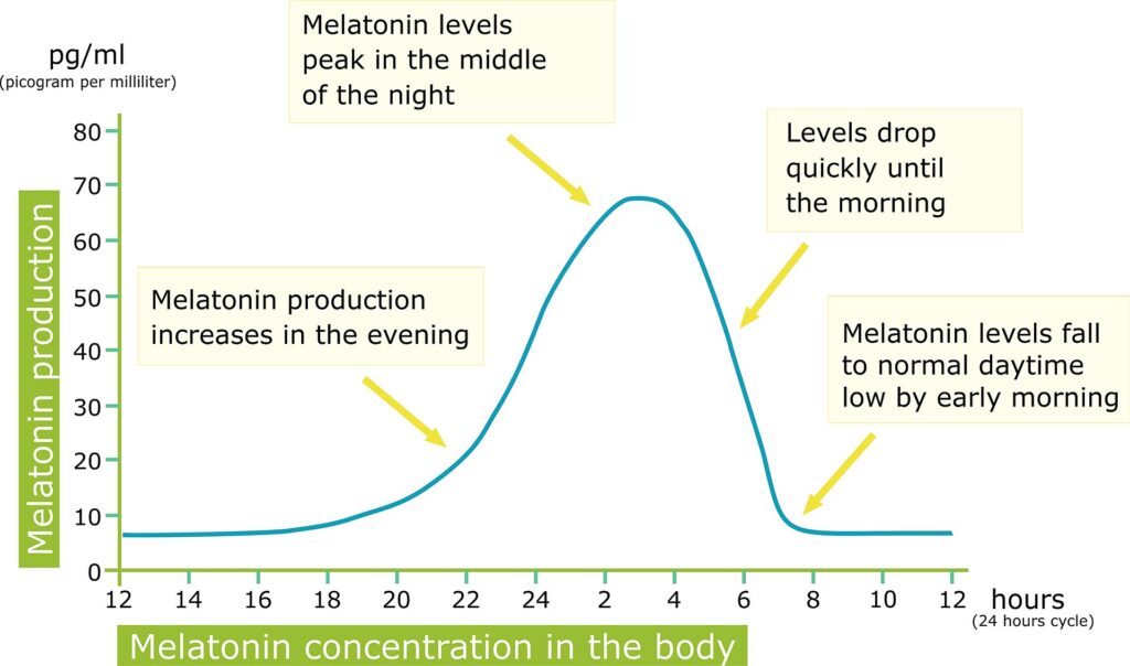 Коливання рівня мелатоніну протягом доби