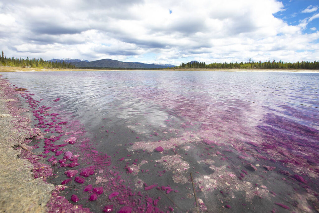 На других планетах растительность может иметь такой же пурпурный цвет, как некоторые земли бактерии