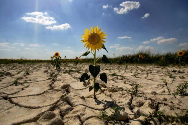 Посуха та виснаження ґрунтів — одна з головних проблем сучасного агробізнесу