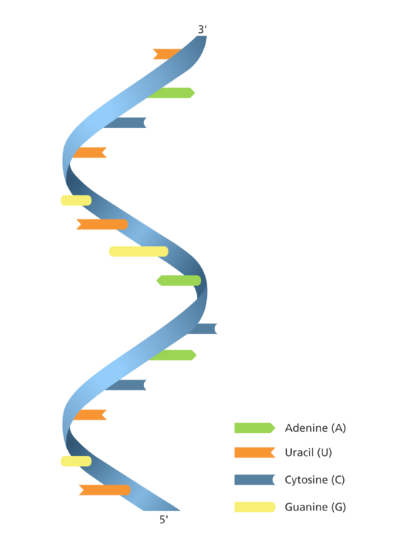 RNA