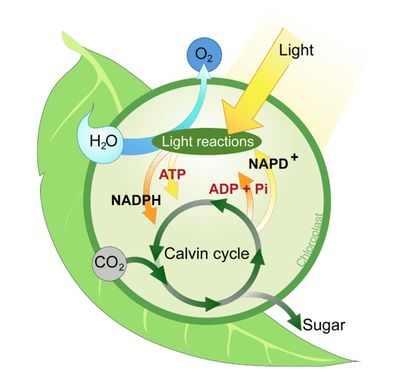 Photosynthesis