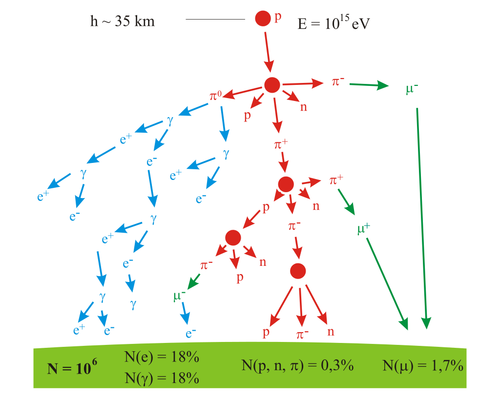 Formation of muons in the upper atmosphere