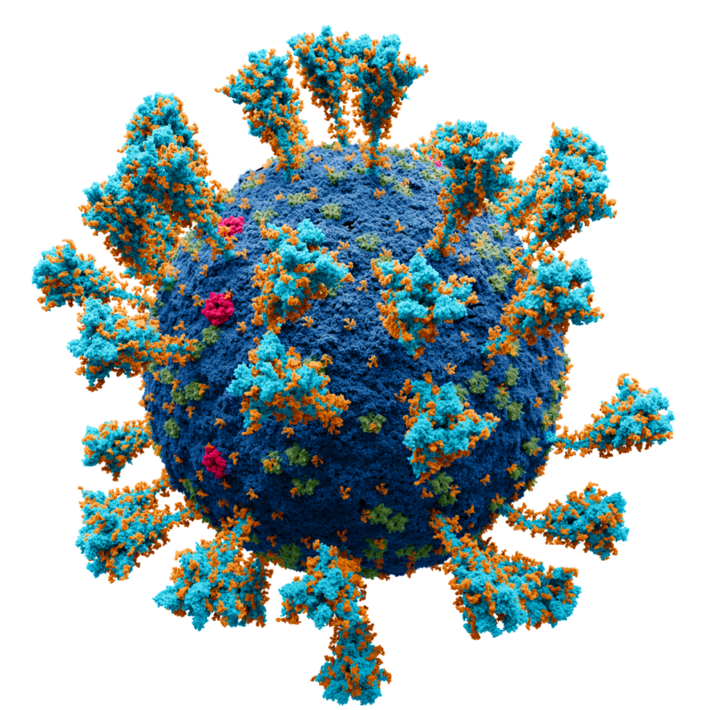 Viruses are molecule-sized living organisms. 