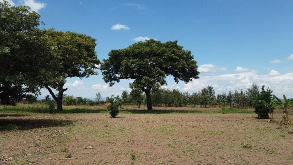 Trees in North Africa. 