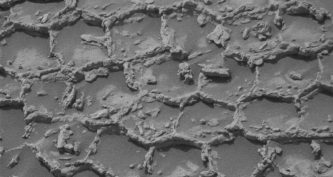 Полігональні структури на поверхні Марса, зняті камерою Mastcam марсохода Curiosity. Мережа піднятих кам'янистих хребтів утворює замкнені багатокутники, між якими заглибини заповнені темним піском.