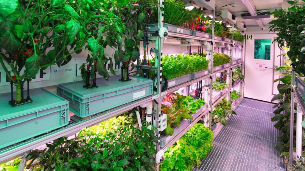 Урожай овочів і зелені в антарктичній теплиці EDEN ISS